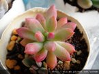 紅稚兒 / Echeveria macdougallii 
