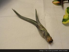 大天堂 Tillandsia baileyi
