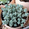 Sedum dasyphyllum / 姫星美人 / ひめほしびじん