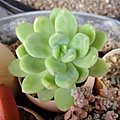 Sedum &apos;Alice Evans&apos; 春萌