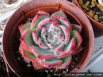  Echeveria chihuahuaensis / 唇炎之宵 / チワワエンシス