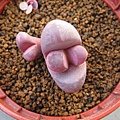 Lithops optica &apos;Rubra&apos; 紅大內玉