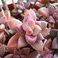 Graptopetalum &apos;BRONZ&apos;  variegata 姬朧月錦 / ブロンス姫光