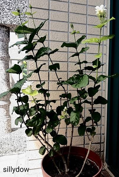 20200712_211151.jpg