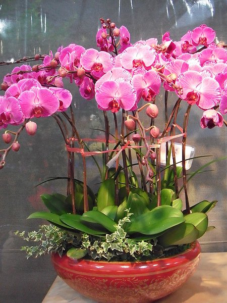 DSCF5077-今天陪婆婆來花市買花.JPG
