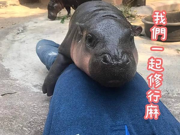 彈跳豬｜梗圖｜修行篇｜Moo Deng｜可愛的小河馬｜芭堤雅綠山國家動物園｜靈犀問路 (5).jpg