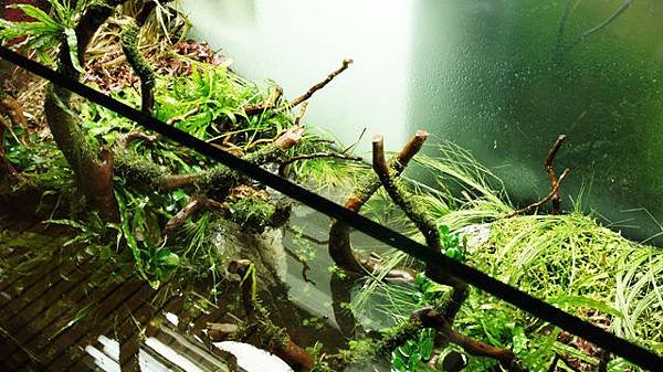 植草2.jpg