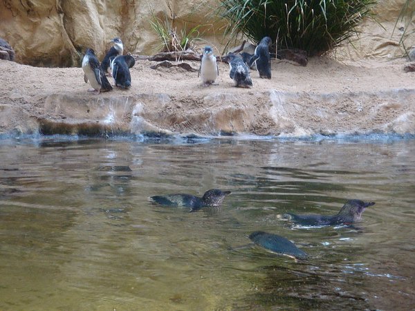 水族館的企鵝