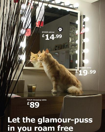 cat33.JPG