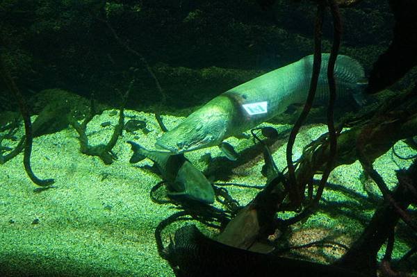 aquarium21.JPG