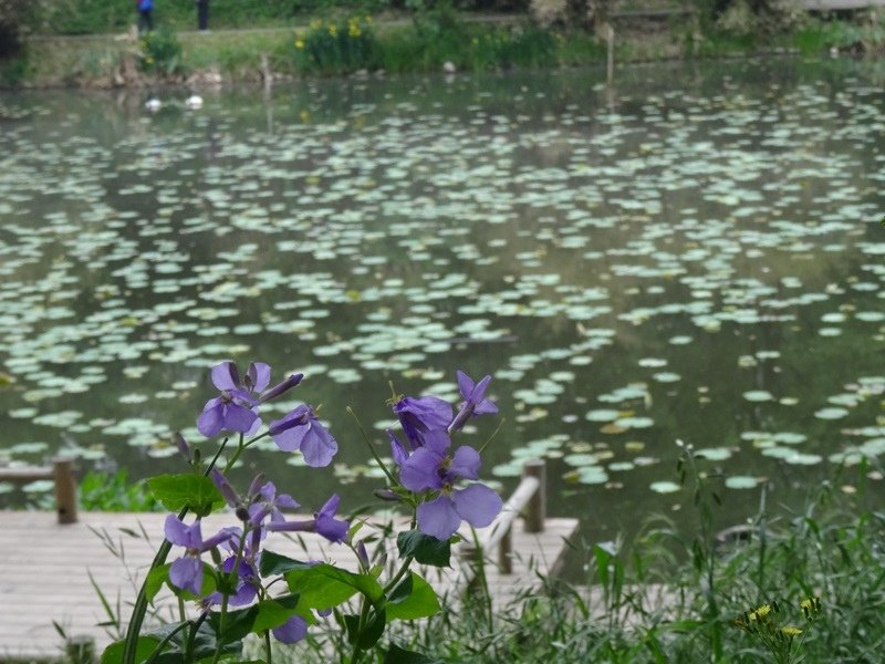 5-13.JPG - 南京玄武湖→揚州博物館 揚州東關街