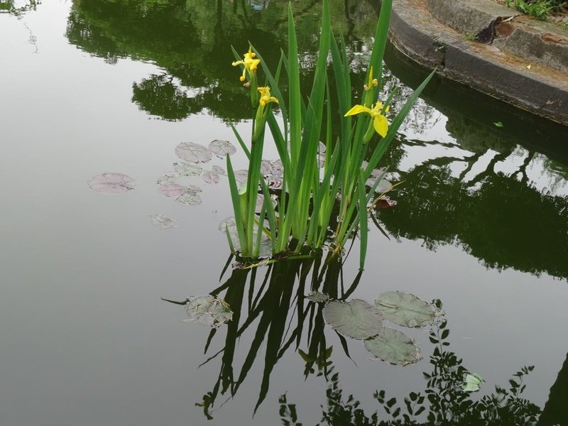 5-18.JPG - 南京玄武湖→揚州博物館 揚州東關街