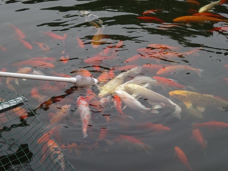 5DSC00324.JPG - 南京玄武湖→揚州博物館 揚州東關街