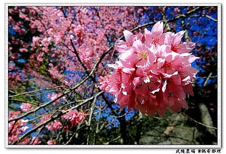 【臺灣旅遊・景點】武陵農場2月櫻花季