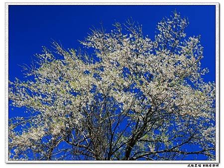 【臺灣旅遊・景點】武陵農場2月櫻花季