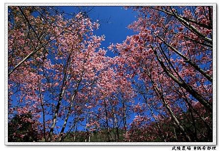 【臺灣旅遊・景點】武陵農場2月櫻花季