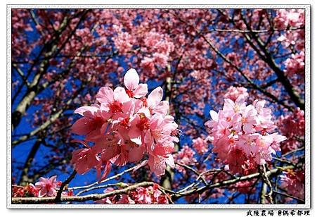 【臺灣旅遊・景點】武陵農場2月櫻花季