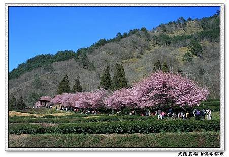 【臺灣旅遊・景點】武陵農場2月櫻花季