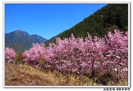 【臺灣旅遊・景點】武陵農場2月櫻花季