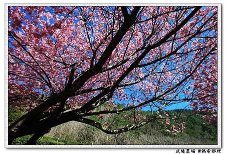 【臺灣旅遊・景點】武陵農場2月櫻花季