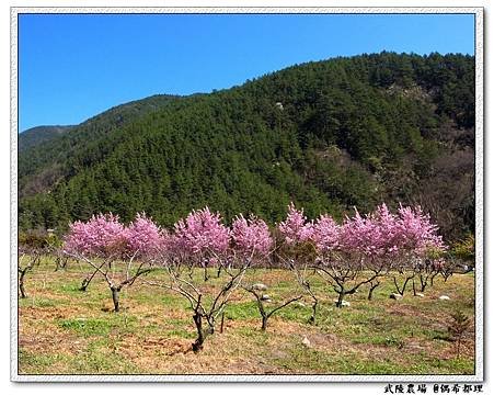 【臺灣旅遊・景點】武陵農場2月櫻花季