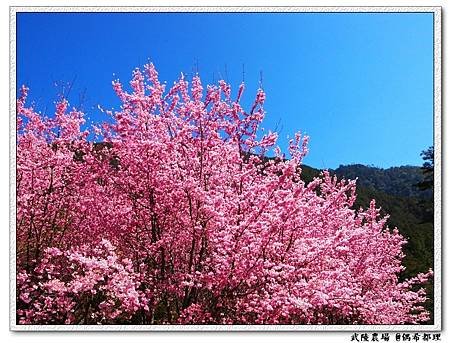 【臺灣旅遊・景點】武陵農場2月櫻花季