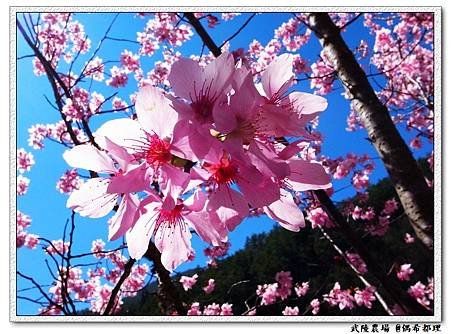 【臺灣旅遊・景點】武陵農場2月櫻花季