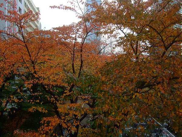 DSCF0389.JPG