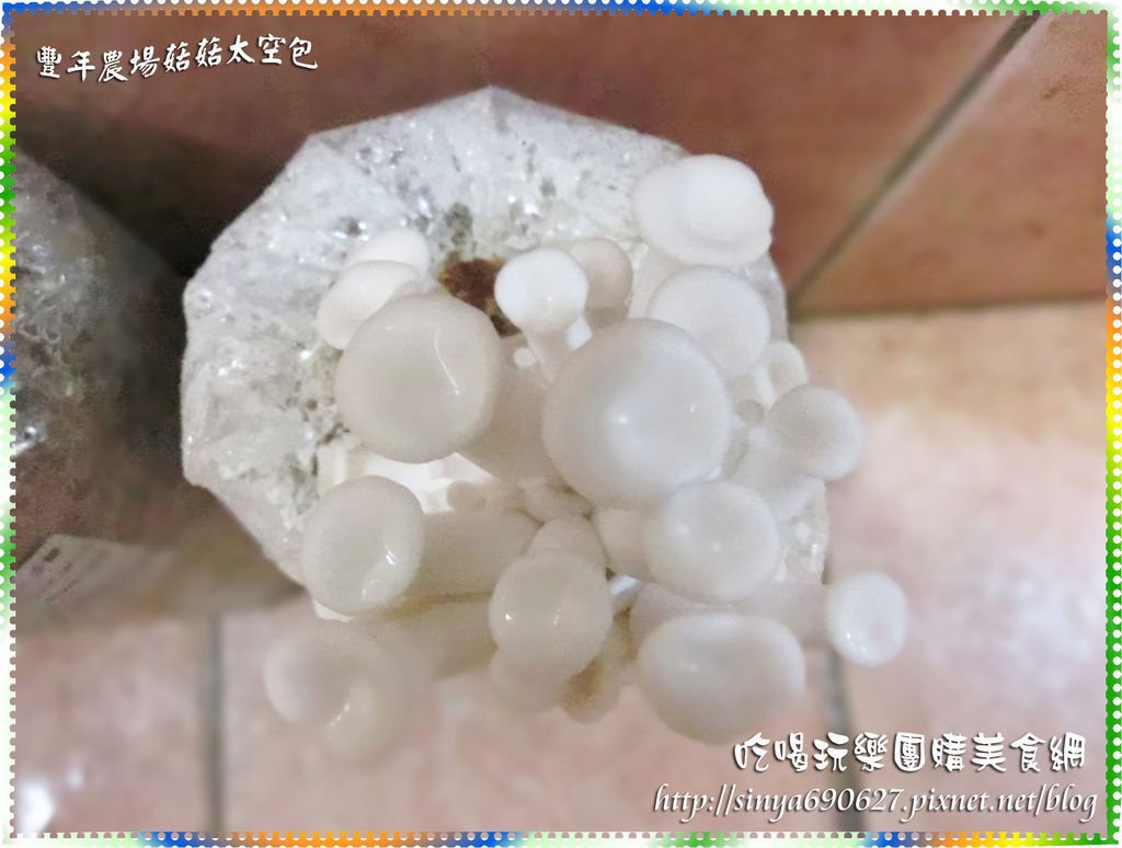 白雪菇第7天.JPG