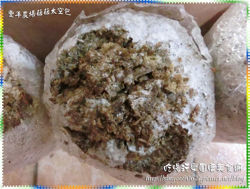 剃光頭後的珊瑚菇.JPG