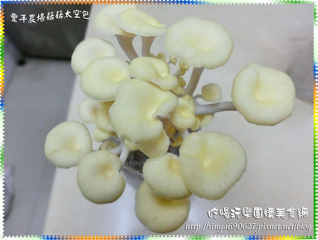 珊瑚菇第8天.JPG