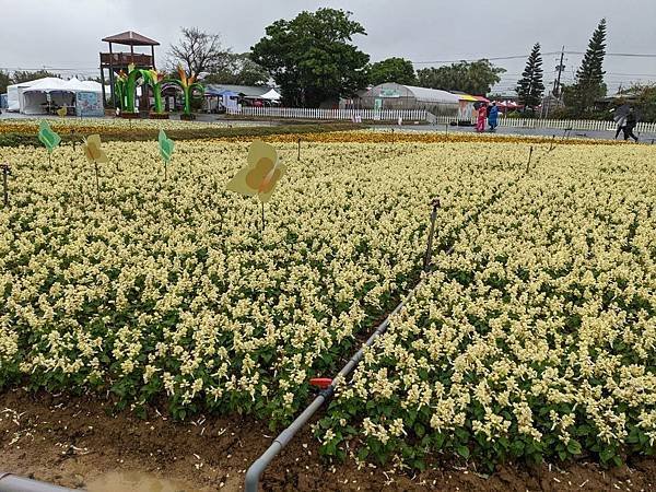 2022桃園彩色海芋季-18.jpg