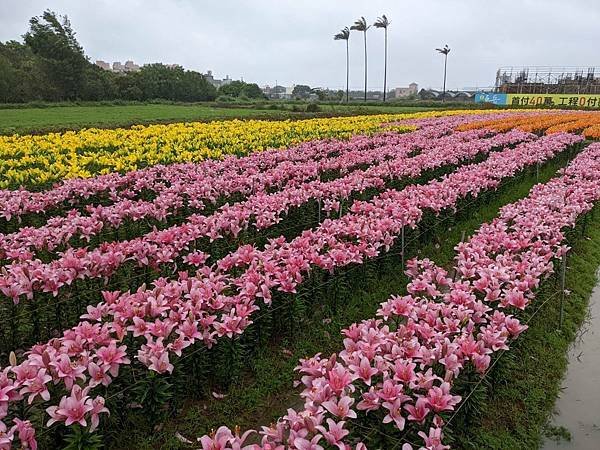 2022桃園彩色海芋季-25.jpg