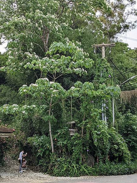 峨嵋十二寮桐花-04.jpg
