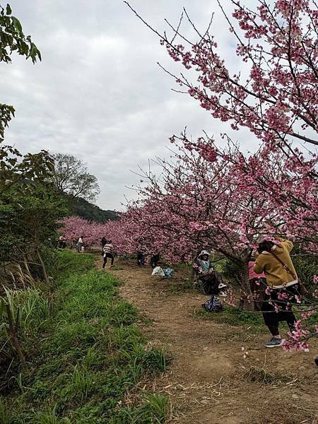 關西坪林國小櫻花-07.jpg