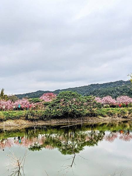 關西坪林國小櫻花-16.jpg