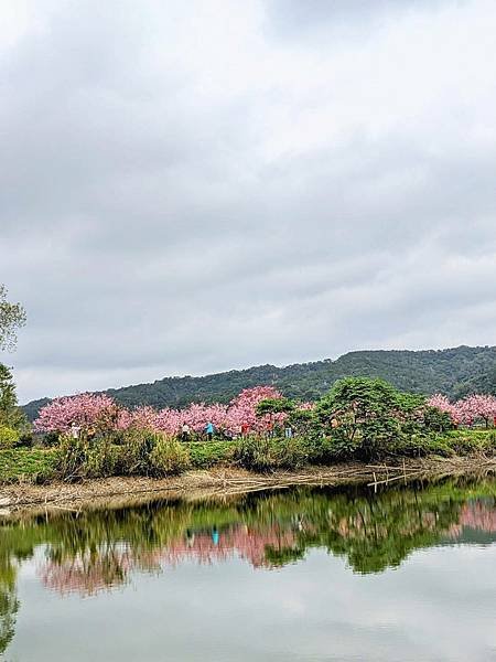 關西坪林國小櫻花-17.jpg