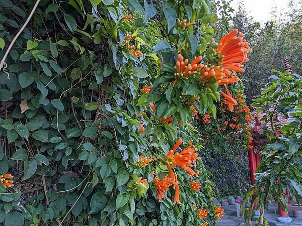 竹北蓮華寺炮仗花櫻花-06.jpg