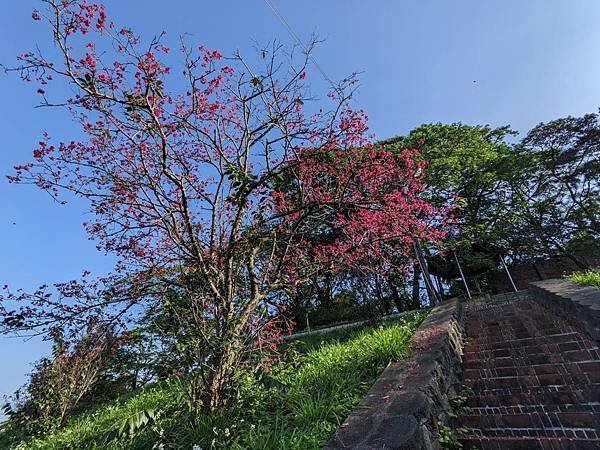 竹北蓮華寺炮仗花櫻花-09.jpg