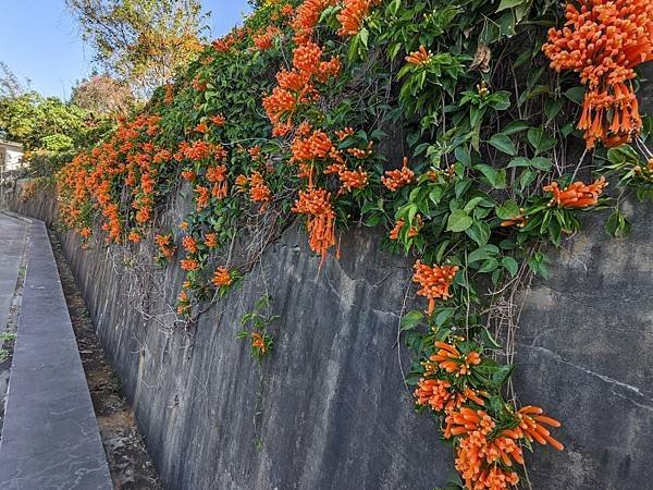 竹北蓮華寺炮仗花櫻花-15.jpg