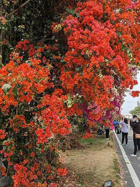 田中九重葛花牆（草日金道）-07.jpg