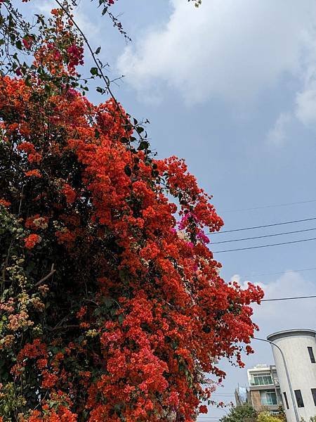 田中九重葛花牆（草日金道）-08.jpg