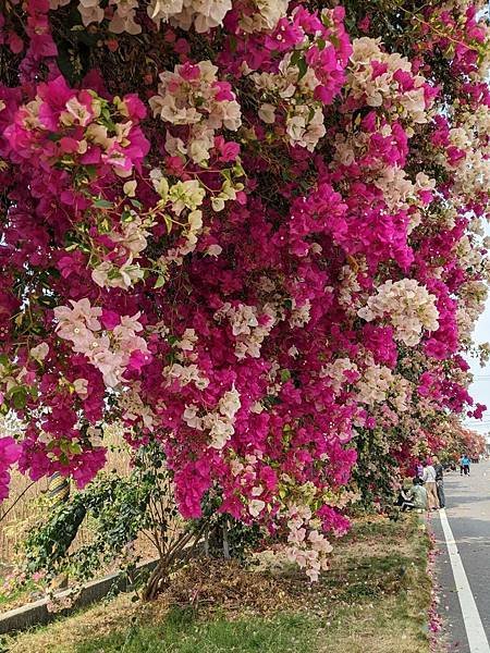 田中九重葛花牆（草日金道）-16.jpg