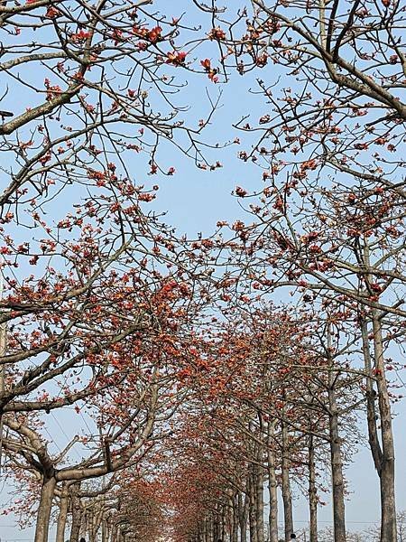 苓子寮木棉花道-05.jpg
