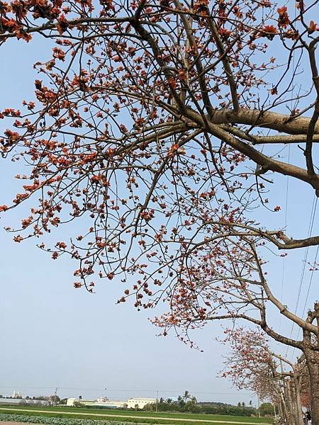 苓子寮木棉花道-07.jpg
