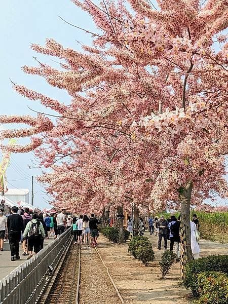 金砂里花旗木步道-01.jpg