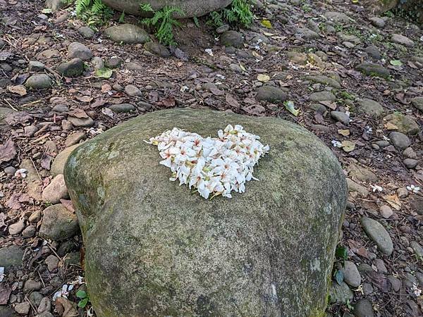 十一指古道賞桐花-19.jpg