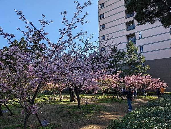 中央大學櫻花-05.jpg