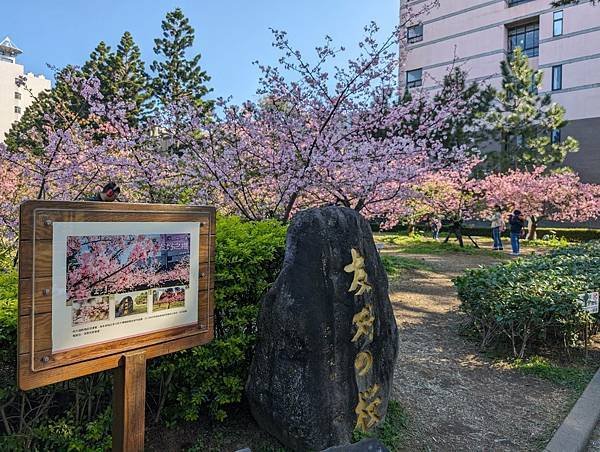 中央大學櫻花-04.jpg