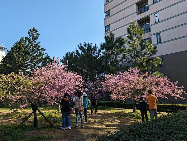 中央大學櫻花-06.jpg